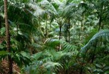 Half Day Rainforest Tour